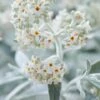 Vlinderstruik (Buddleja 'Silver Anniversary') -OL Planten Winkel visi185927