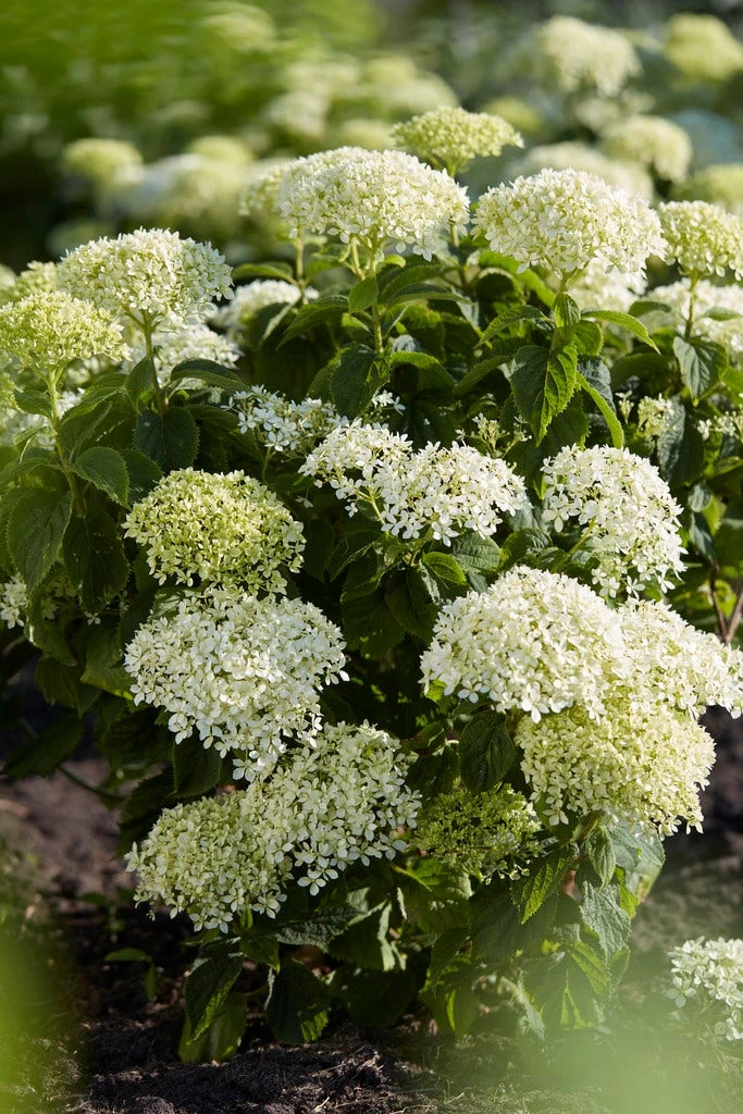 Hortensia (Hydrangea 'BellaRagazza Blanchetta') 4 Hortensia (Hydrangea 'BellaRagazza Blanchetta') - Afbeelding 2