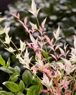 Hemelse Bamboe (Nandina Domestica 'Twilight') 7 Hemelse Bamboe (Nandina Domestica 'Twilight') -OL Planten Winkel visi197307