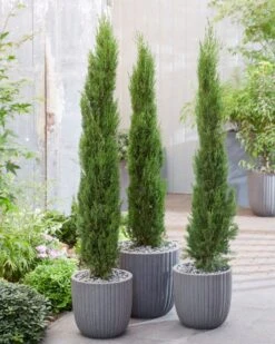 Italiaanse Cypres (Cupressus Sempervirens 'Stricta') -OL Planten Winkel visi198161 1