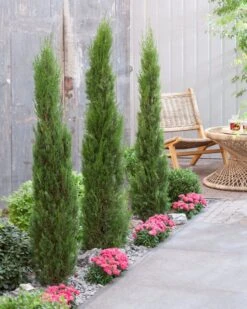 Italiaanse Cypres (Cupressus Sempervirens 'Stricta') -OL Planten Winkel visi198162 1