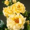 Heesterroos (Rosa 'Lichtkönigin Lucia' ®) -OL Planten Winkel visi35268