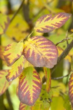 Dwerg Krentenboompje (Amelanchier Spicata) -OL Planten Winkel visi48397