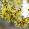 Toverhazelaar (Hamamelis Intermedia 'Westerstede') -OL Planten Winkel visi64683