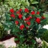Skimmia (Skimmia Japonica 'Olympic Flame') -OL Planten Winkel visi66678