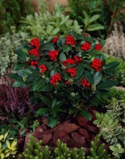 Skimmia (Skimmia Japonica 'Olympic Flame') 5 Skimmia (Skimmia Japonica 'Olympic Flame') -OL Planten Winkel visi66679