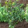 Blauwe Hulst (Ilex Meserveae 'Blue Princess') -OL Planten Winkel visi71585 1
