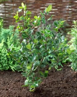 Blauwe Hulst (Ilex Meserveae 'Blue Prince') -OL Planten Winkel visi71585 1
