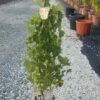 Witte Druif (Vitis Vinifera 'Suzi') -OL Planten Winkel vitis
