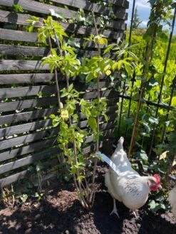 Vlier (Sambucus Nigra) -OL Planten Winkel vlier sambucus nigra 2