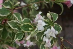 Weigela (Weigela Florida 'Variegata') -OL Planten Winkel weigela florida variegata 1
