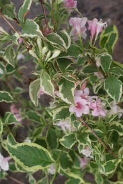 Weigela (Weigela Florida 'Variegata') -OL Planten Winkel weigela florida variegata 2