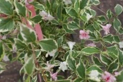 Weigela (Weigela Florida 'Variegata') -OL Planten Winkel weigela florida variegata 3