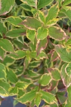 Weigela (Weigela Florida 'Variegata') -OL Planten Winkel weigela florida variegata 1