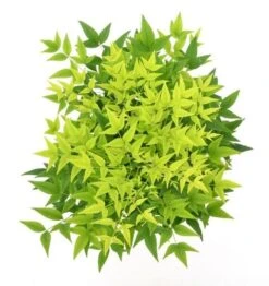 Hemelse Bamboe (Nandina Domestica 'Lemon And Lime') -OL Planten Winkel wep 0550 1