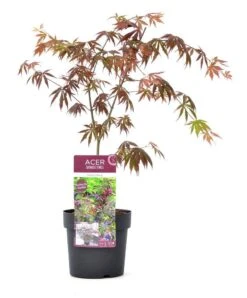 Japanse Esdoorn (Acer Palmatum 'Trompenburg') -OL Planten Winkel wep 2333trompenburg