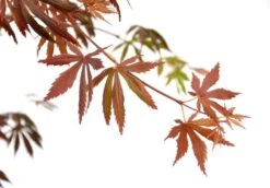 Japanse Esdoorn (Acer Palmatum 'Trompenburg') -OL Planten Winkel wep 2336trompenburg
