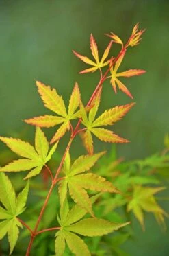 Japanse Esdoorn (Acer Palmatum 'Sangokaku') -OL Planten Winkel wep 5072 sangokaku