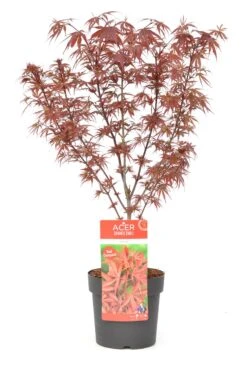 Japanse Esdoorn (Acer Palmatum 'Shaina') -OL Planten Winkel wep 8772