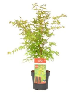 Japanse Esdoorn (Acer Palmatum 'Sangokaku') -OL Planten Winkel wep 8839sangokaku