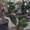 Taxus Als Bonsai (Taxus Baccata) -OL Planten Winkel whatsapp image 2021 10 04 at 11.54.17 2