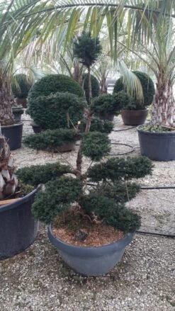Taxus Als Bonsai (Taxus Baccata) 9 Taxus Als Bonsai (Taxus Baccata) -OL Planten Winkel whatsapp image 2021 10 04 at 11.54.47