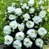 Klimroos (Rosa 'White New Dawn') -OL Planten Winkel white new dawn 1
