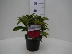 Rhododendron (Rhododendron 'Wilgen's Ruby') -OL Planten Winkel wilgens ruby c2 voor