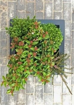 Winterpakket -OL Planten Winkel winter img 9628 1