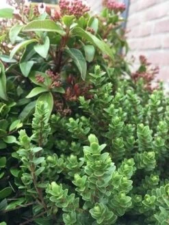 Winterpakket -OL Planten Winkel winter img 9632 1