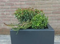 Winterpakket -OL Planten Winkel winter img 9639 1