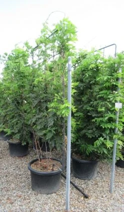 Blauwe Regen Als Leivorm (Wisteria Brachybotrys 'Yokohama Fuji') -OL Planten Winkel wisteria 110x180 leivorm 2