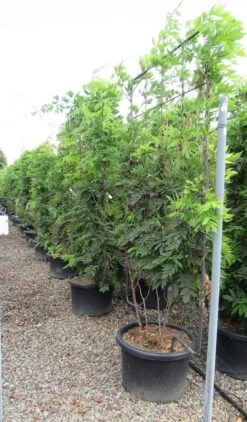 Blauwe Regen Als Leivorm (Wisteria Brachybotrys 'Yokohama Fuji') 17 Blauwe Regen Als Leivorm (Wisteria Brachybotrys 'Yokohama Fuji') -OL Planten Winkel wisteria 110x180 leivorm 2 1