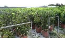 Blauwe Regen Als Leivorm (Wisteria Brachybotrys 'Yokohama Fuji') -OL Planten Winkel wisteria 52x110 leivorm 2 2