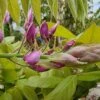 Blauwe Regen Op Stam (Wisteria Sinensis 'Rose') -OL Planten Winkel wisteria bloem