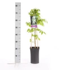 Japanse Blauwe Regen, Wit (Wisteria Floribunda 'Alba') -OL Planten Winkel wisteria floribunda alba