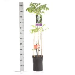 Japanse Blauwe Regen, Wit (Wisteria Floribunda 'Alba') -OL Planten Winkel wisteria floribunda alba 1.00 1.25