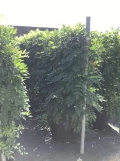 Blauwe Regen Als Leivorm (Wisteria Brachybotrys 'Yokohama Fuji') -OL Planten Winkel wisteria lage leivorm 2 2