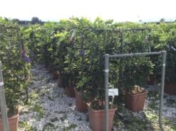 Blauwe Regen Als Leivorm (Wisteria Brachybotrys 'Yokohama Fuji') -OL Planten Winkel wisteria lage leivorm c18 2