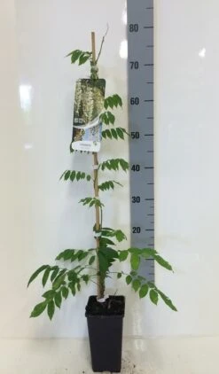 Japanse Blauwe Regen, Wit (Wisteria Floribunda 'Alba') -OL Planten Winkel wisteria sin. alba 80 100 c2