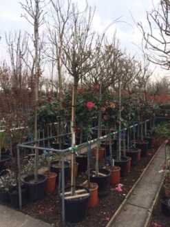 Blauwe Regen Als Boom (Wisteria Sinensis 'Alba') -OL Planten Winkel wisteria wit