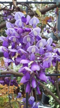 Blauwe Regen Als Leivorm (Wisteria Brachybotrys 'Yokohama Fuji') 19 Blauwe Regen Als Leivorm (Wisteria Brachybotrys 'Yokohama Fuji') -OL Planten Winkel wisteria yokohama fji 1
