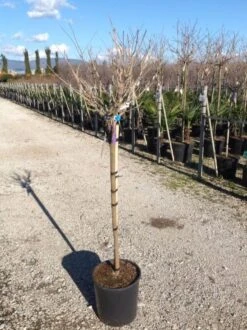 Blauwe Regen Als Halfstam (Wisteria Floribunda 'Issai') -OL Planten Winkel wisteriaflorissaihalfstam02