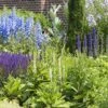 Borderpakket Zomer In Blauw, Violet En Wit (2 M²) -OL Planten Winkel wit blauwe zomerborder