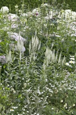 Borderpakket Witte Bloemen Voor Een Kleine Tuin