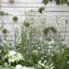 Borderpakket Witte Border -OL Planten Winkel witte border moh 0615 6824