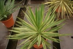 Palmlelie (Yucca Gloriosa 'Variegata') -OL Planten Winkel yucca gloriosa variegata