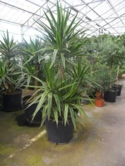 Palmlelie (Yucca Gloriosa 'Variegata') -OL Planten Winkel yucca gloriosa variegata 150 200 c110