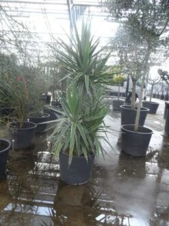 Palmlelie (Yucca Gloriosa 'Variegata') -OL Planten Winkel yucca gloriosa variegata 175 200