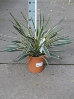 Palmlelie (Yucca Gloriosa 'Variegata') -OL Planten Winkel yucca gloriosa variegata c10